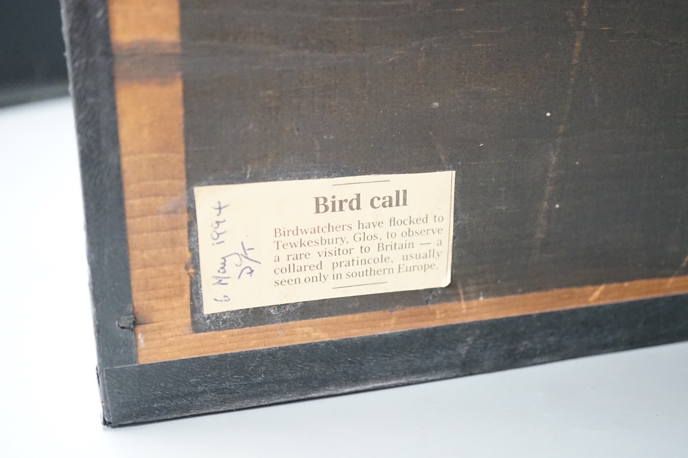 A pair of taxidermy standing Collared Pratincoles in glazed wooden case by T.M. Williams of Oxford St. - 33.5 x 43.5cm